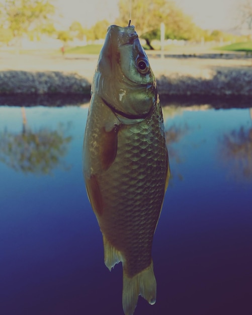 Foto close-up de peixes nadando no lago