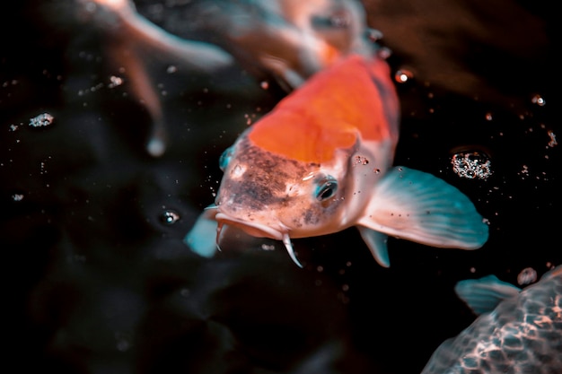 Close-up de peixes nadando no lago