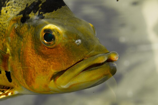 Foto close-up de peixes nadando no mar