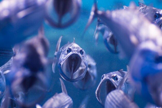 Foto close-up de peixes nadando no mar