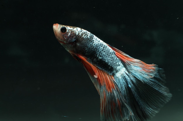 Close-up de peixes nadando no tanque