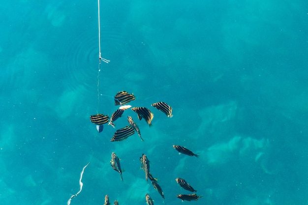 Foto close-up de peixes no mar