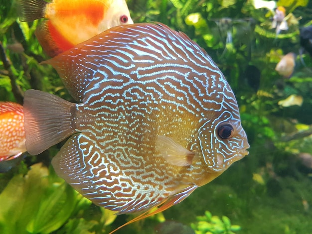 Foto close-up de peixes no mar