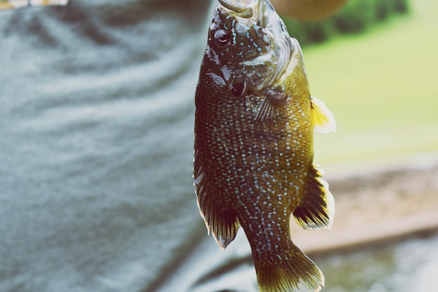 Close-up de peixes no mar