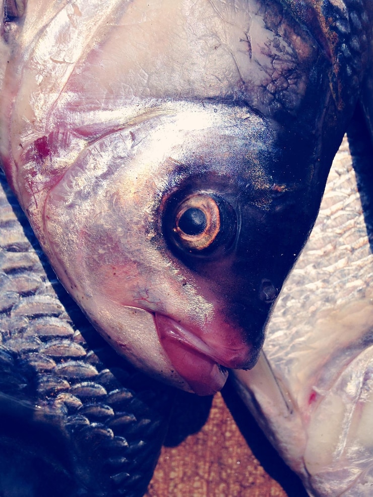 Foto close-up de peixes para venda no mercado de peixes