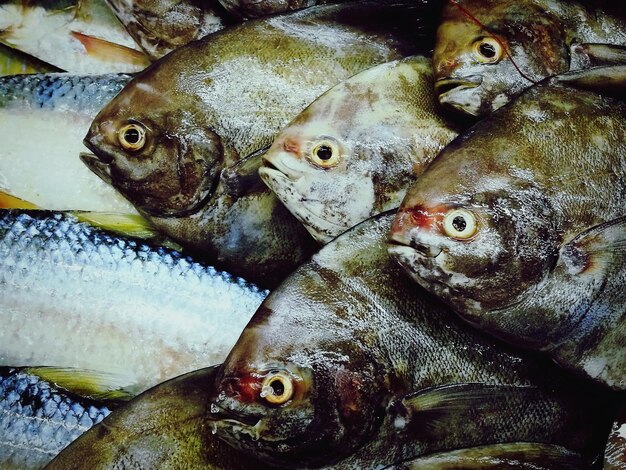 Foto close-up de peixes para venda no mercado