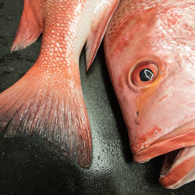 Foto close-up de peixes para venda no mercado