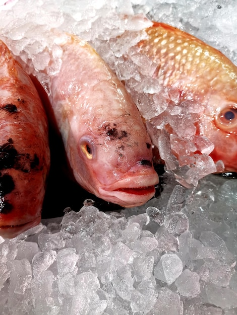 Foto close-up de peixes para venda no mercado