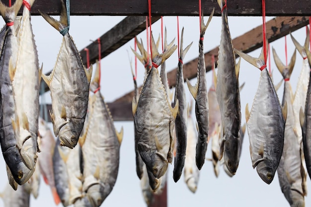 Close-up de peixes para venda