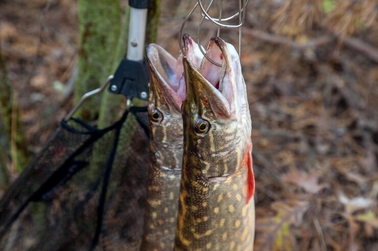Foto close-up de peixes pendurados em folhas