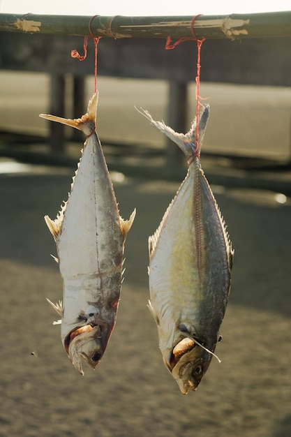 Foto close-up de peixes pendurados