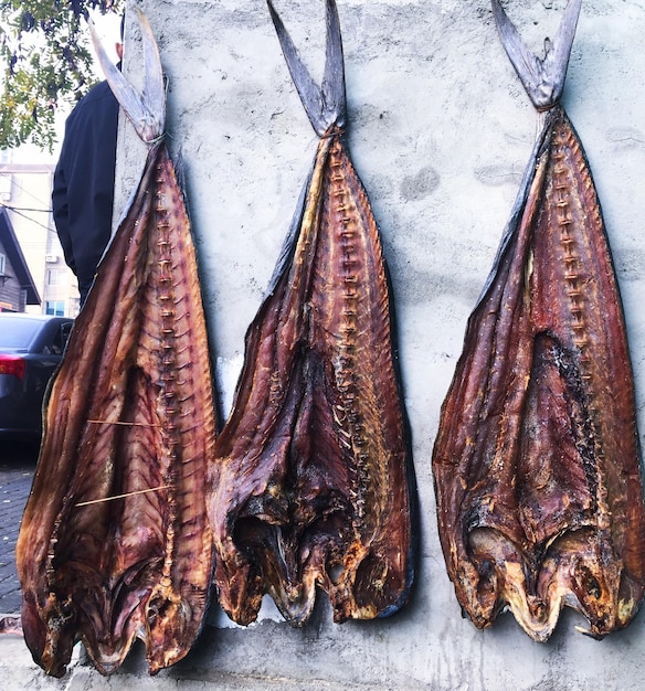 Close-up de peixes