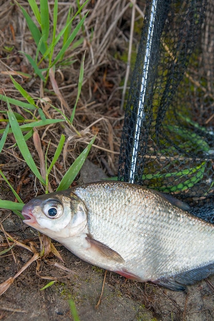 Close-up de peixes