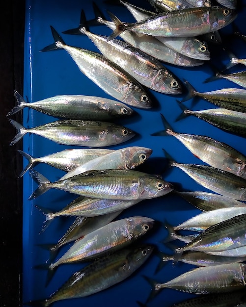 Close-up de peixes