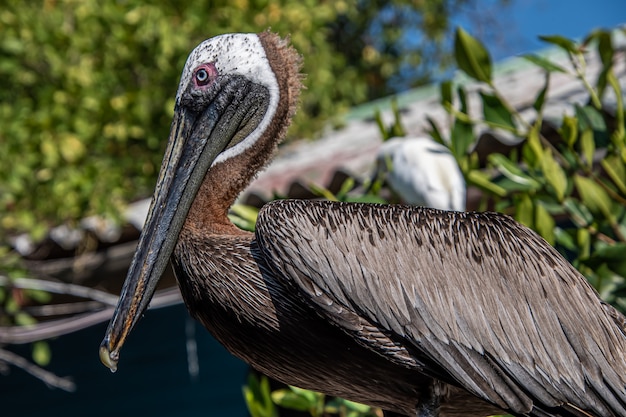 Foto close-up de pelicano em pé na pole