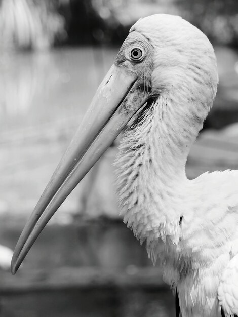 Foto close-up de pelicano em um lago