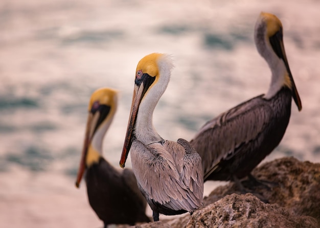Close-up de pelicanos na costa