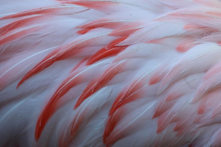 Foto close-up de penas