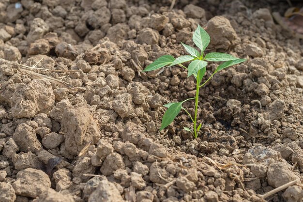 Close-up de pequenas plantas que crescem ao ar livre