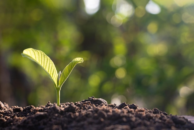 Close-up de pequenas plantas que crescem ao ar livre