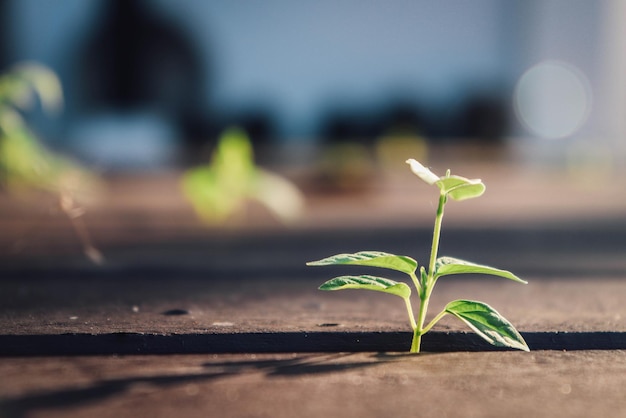 Foto close-up de pequenas plantas que crescem ao ar livre