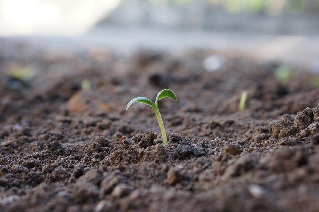 Close-up de pequenas plantas que crescem no campo