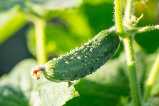 Close-up de pequeno pepino crescendo no jardim ao ar livre Dia ensolarado e brilhante no local rural conceito de produtos ecológicos frescos de vegetais cultivados em casa