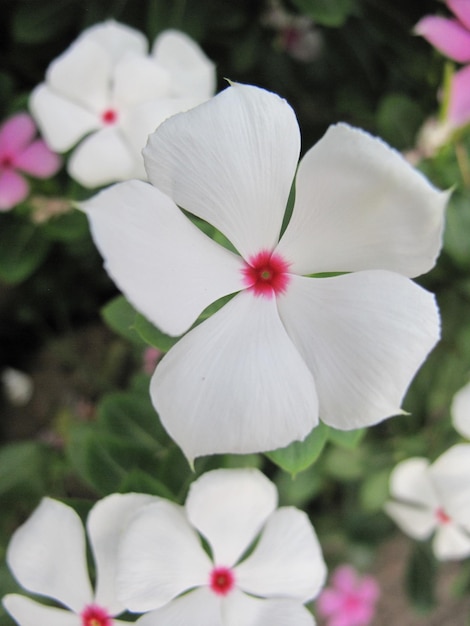Foto close-up de periwinkles brancos florescendo ao ar livre