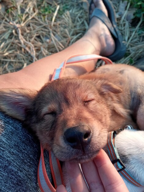 Foto close-up de pessoa com cão