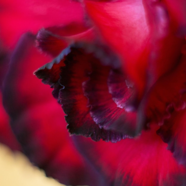 close-up de pétalas de adenium. flor macro close-up. flor suculenta