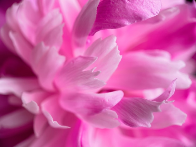 Close up de pétalas de flores de peônia rosa. Fundo suave natural para seus projetos.