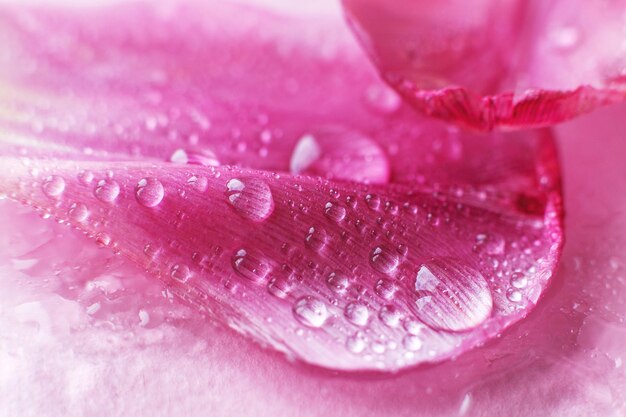 Close up de pétalas de flores frescas rosa de tulipas com gotas de água pétalas molhadas