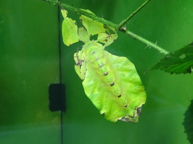 Foto close-up de phylliidae em plantas