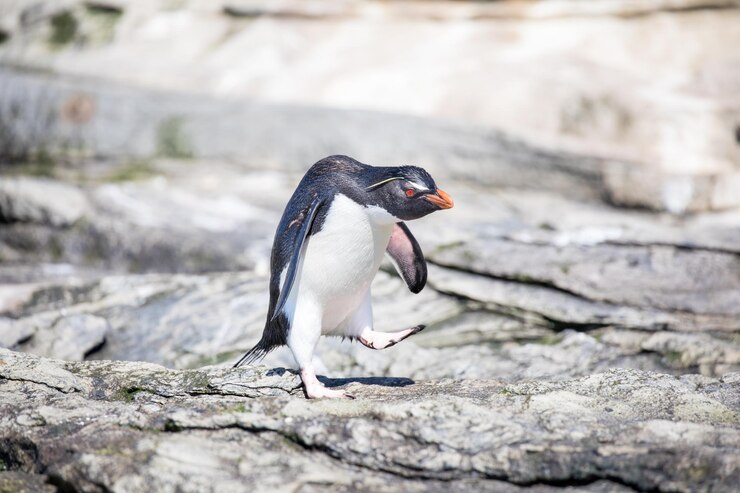 Foto close-up de pinguim em rocha