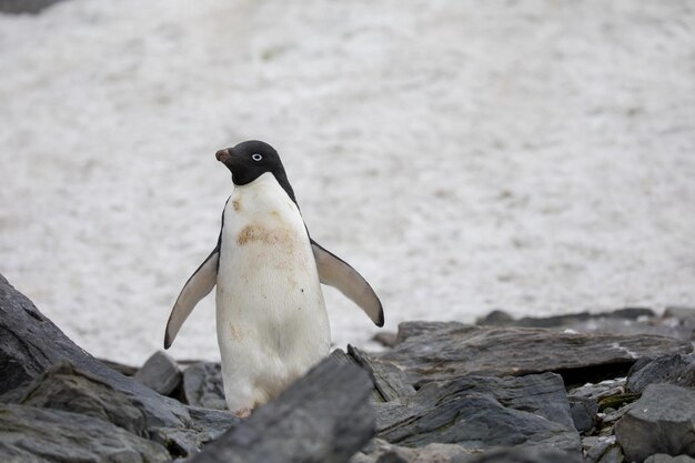 Foto close-up de pinguim em rocha