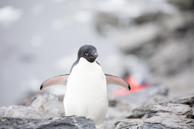 Foto close-up de pinguim em rocha