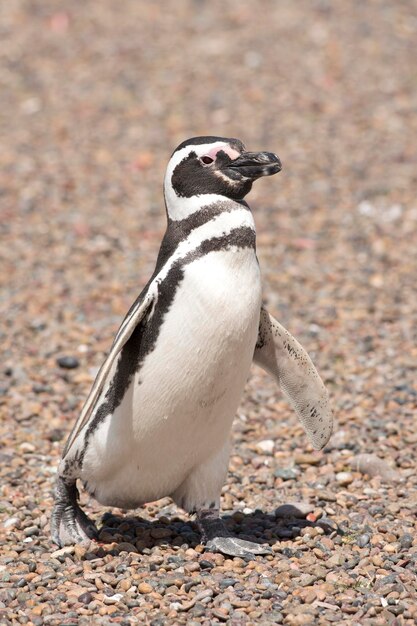 Foto close-up de pinguim em terra