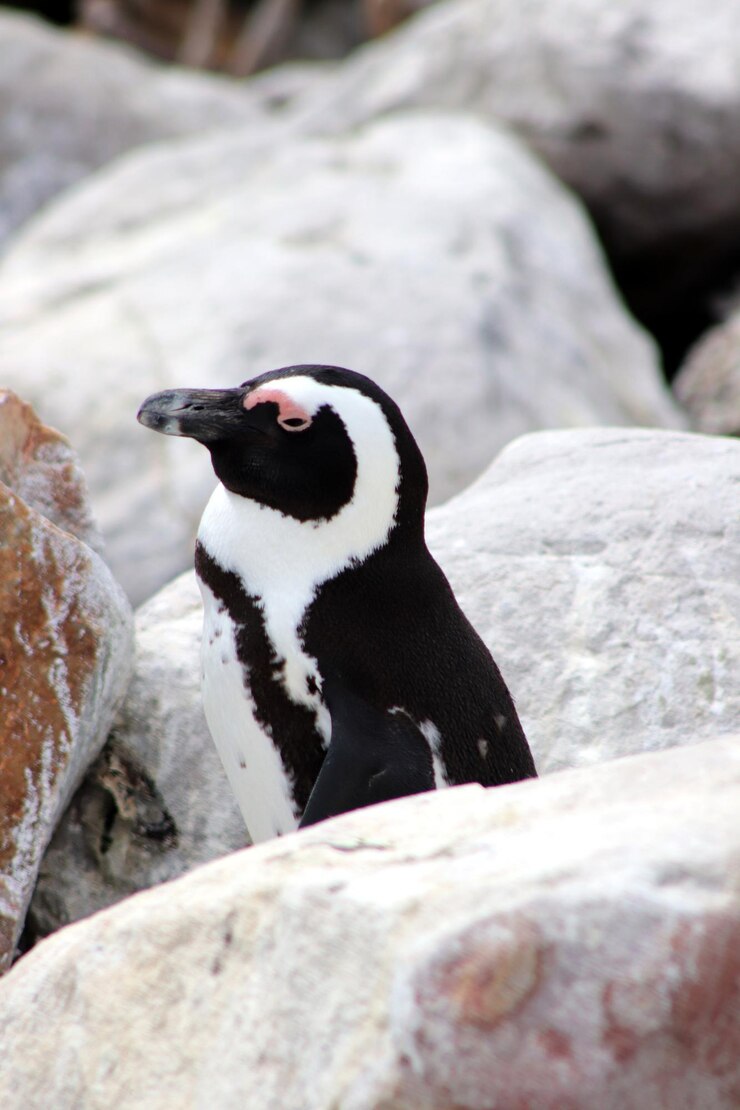 Foto close-up de pinguim em uma rocha