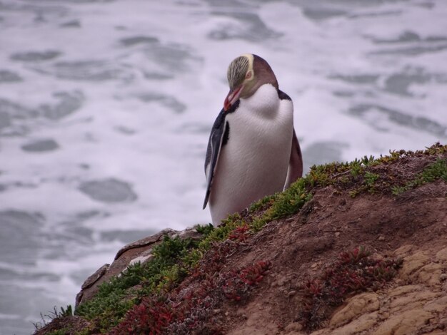 Foto close-up de pinguim empoleirado em uma rocha contra o mar