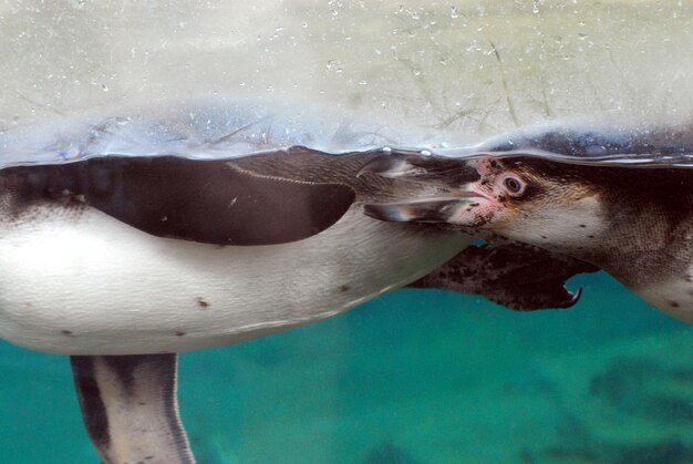 Foto close-up de pinguim nadando no mar