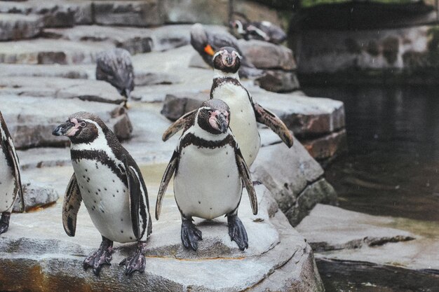 Foto close-up de pinguins empoleirados em um lago