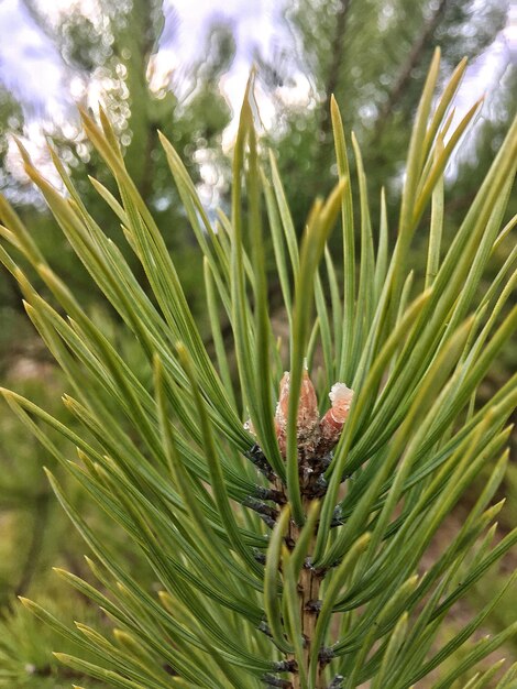 Close-up de pinheiro no campo