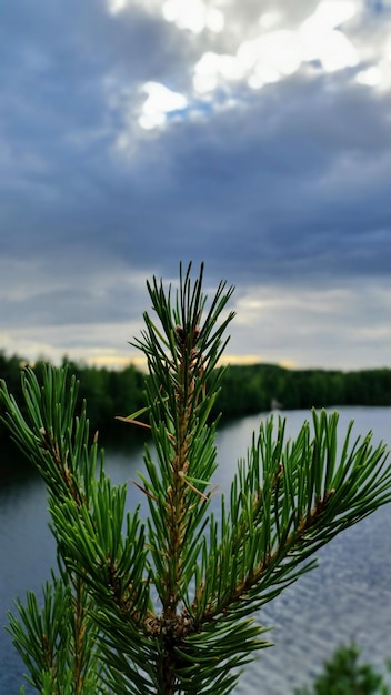 Close-up de pinheiro por lago contra o céu