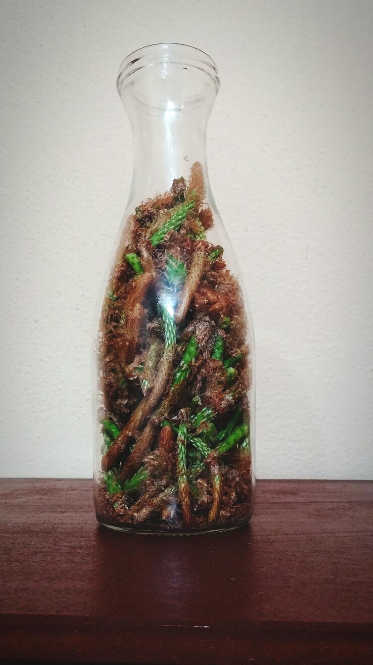 Foto close-up de pinheiros em garrafa de vidro em uma mesa contra a parede