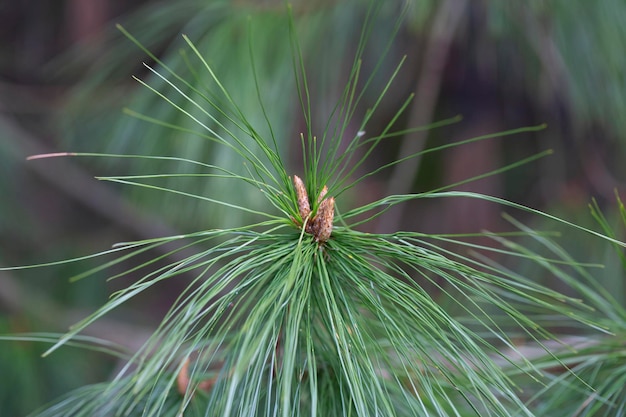 Foto close-up de pinus longconiferous pinus leiophylla schiede ex schltdl comumente conhecido como pinus de folhas finas