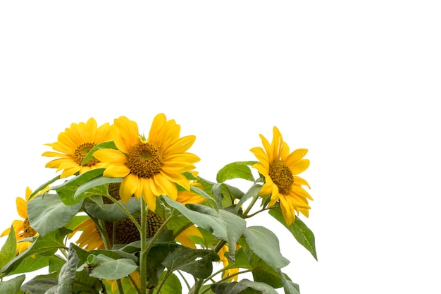 Close-up de planta com flores amarelas contra fundo branco