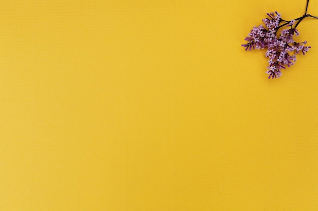 Close-up de planta com flores amarelas contra fundo laranja