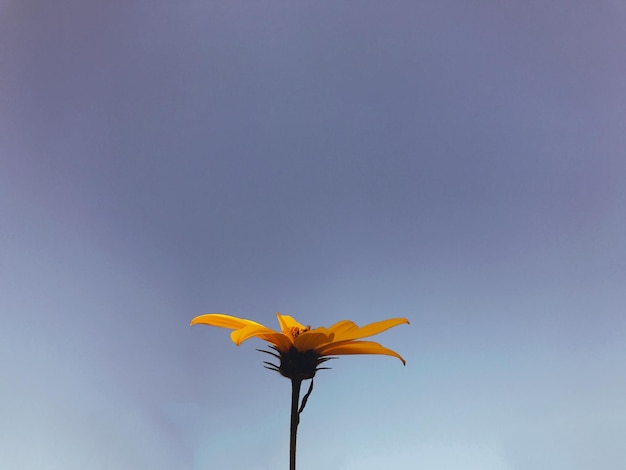 Foto close-up de planta com flores amarelas contra o céu