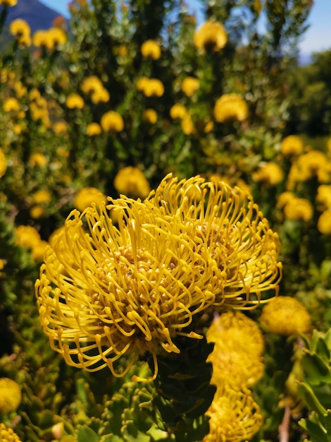 Foto close-up de planta com flores amarelas em terra