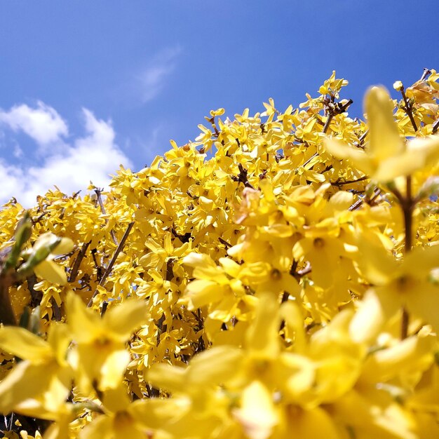 Foto close-up de planta com flores amarelas no campo contra o céu